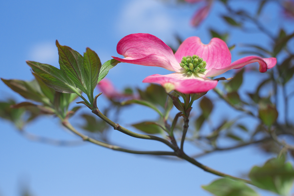 ピンクの華