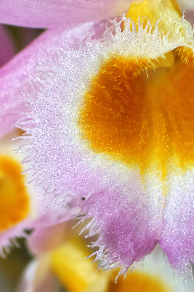 砂糖菓子的な花