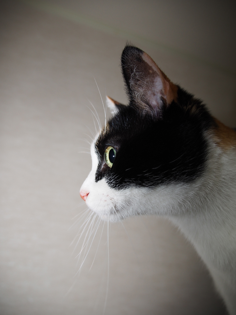 びびる猫