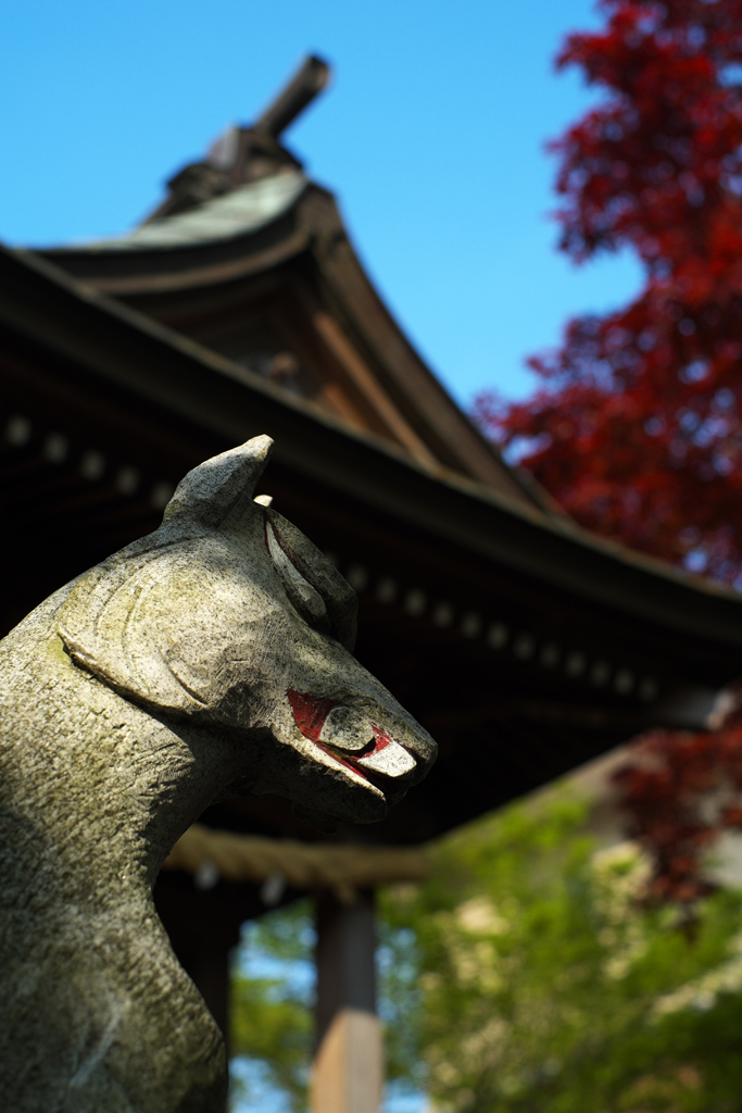 FOX