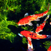 魚類