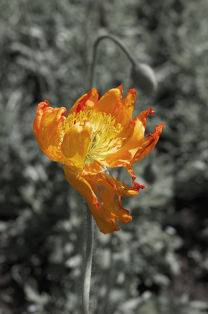 死せる花5