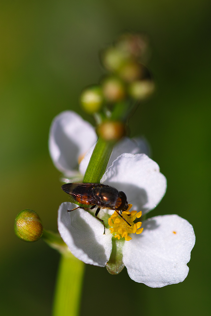 オモダカの花とハナアブ