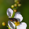 オモダカの花とハナアブ