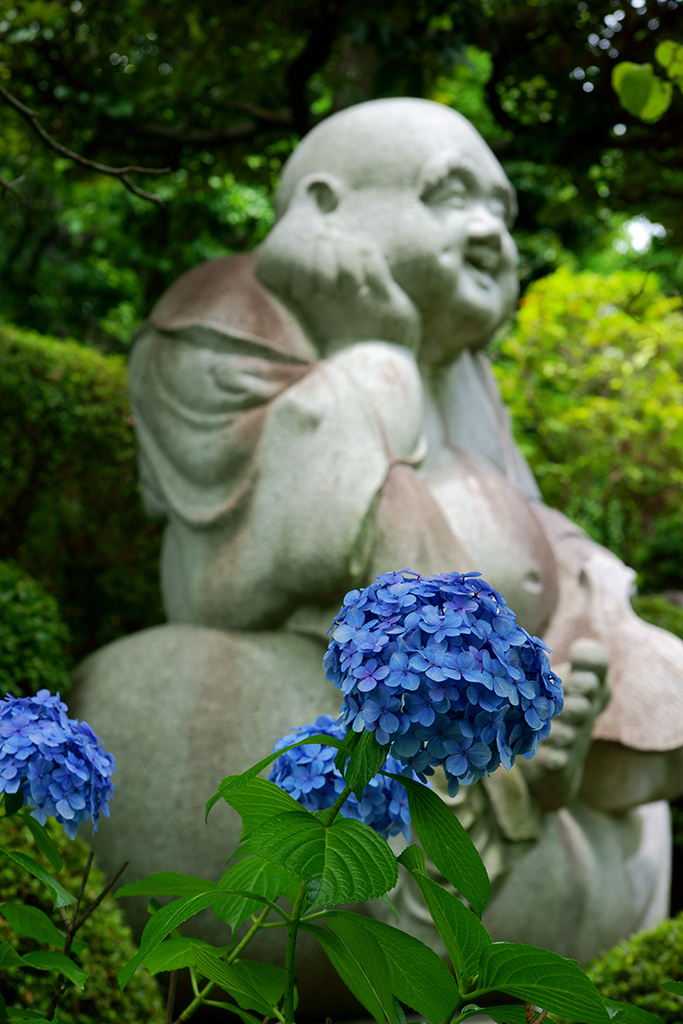 紫陽花2013その2