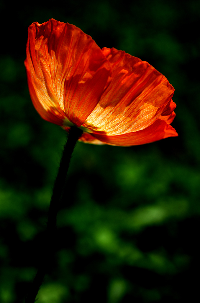 花ランプ