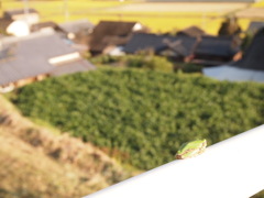 特等席