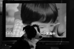 ちらり