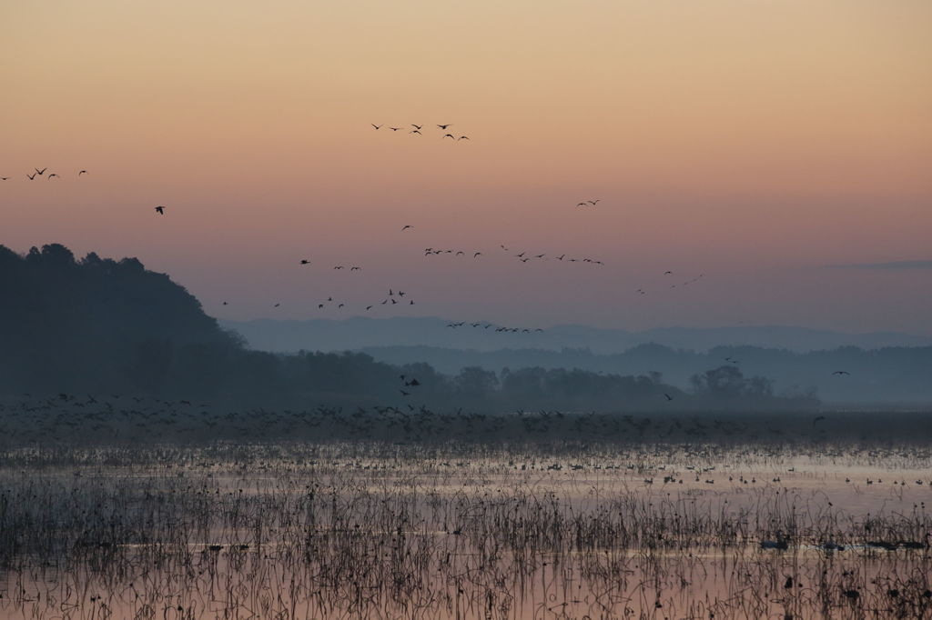 夜明け前の鳥たち By Youji Id 写真共有サイト Photohito