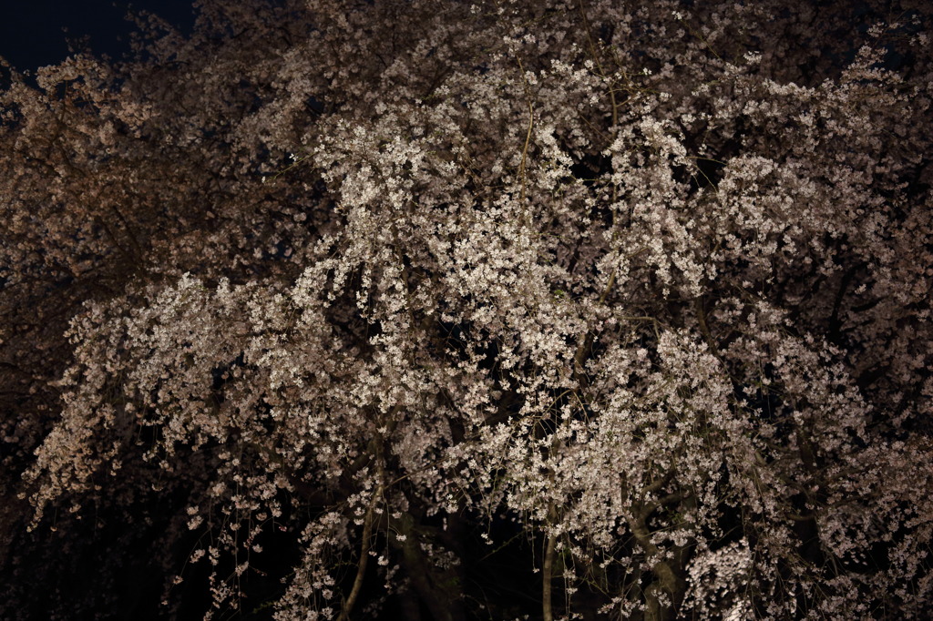 六義園しだれ桜