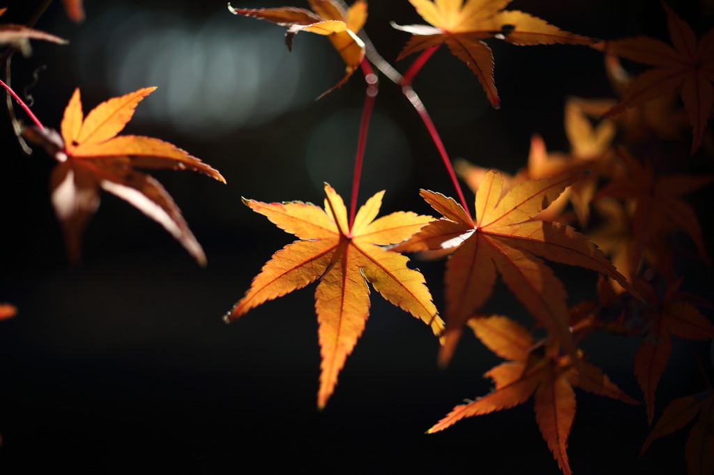 紅葉光る