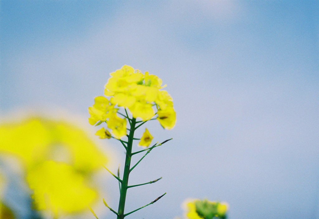 菜の花