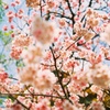 さくら