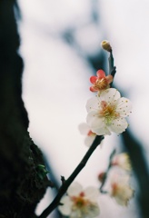 梅