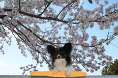特等席～っ。。