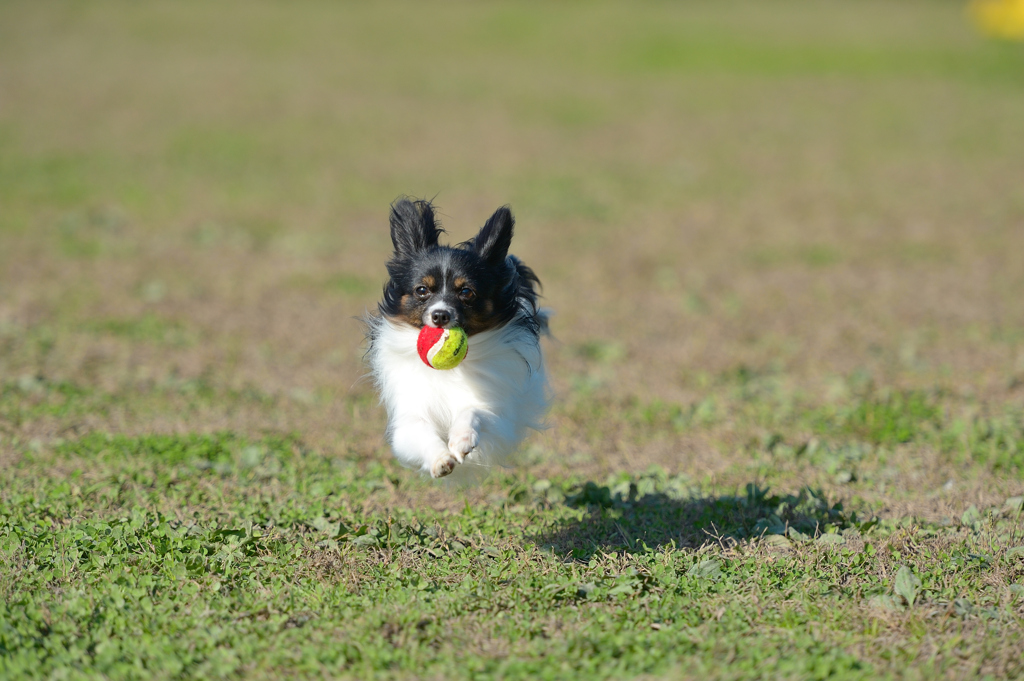 飛行犬