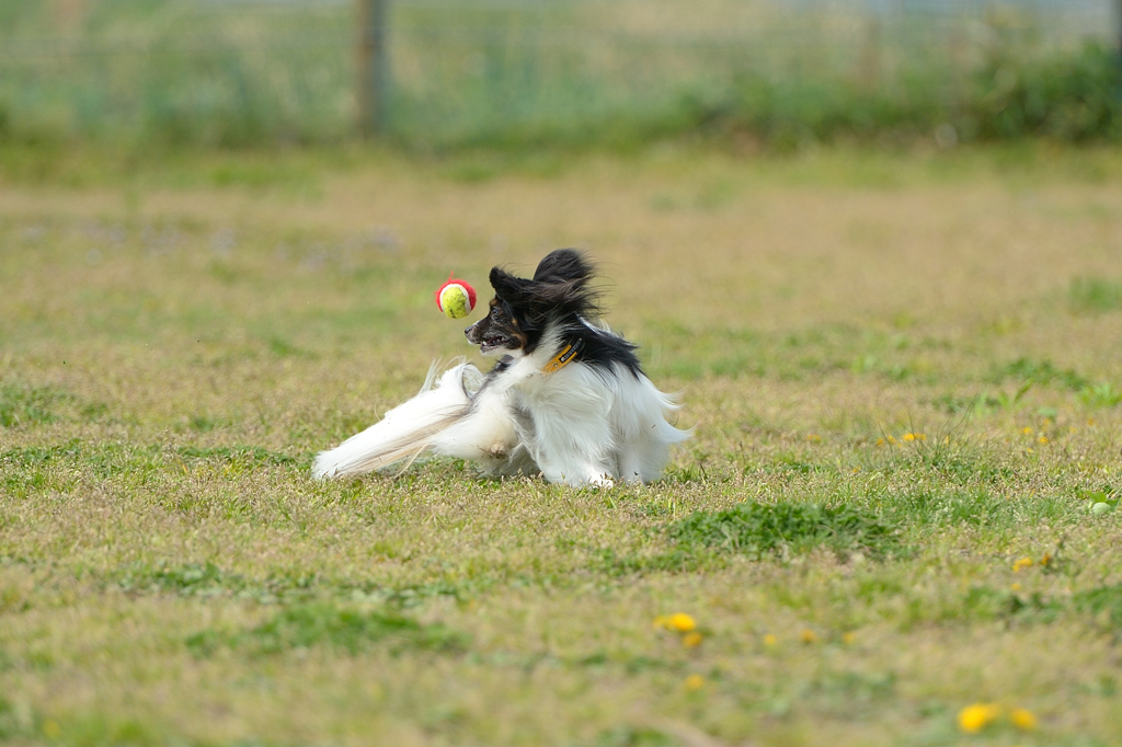 ボール どこ？？