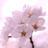 春 色。。