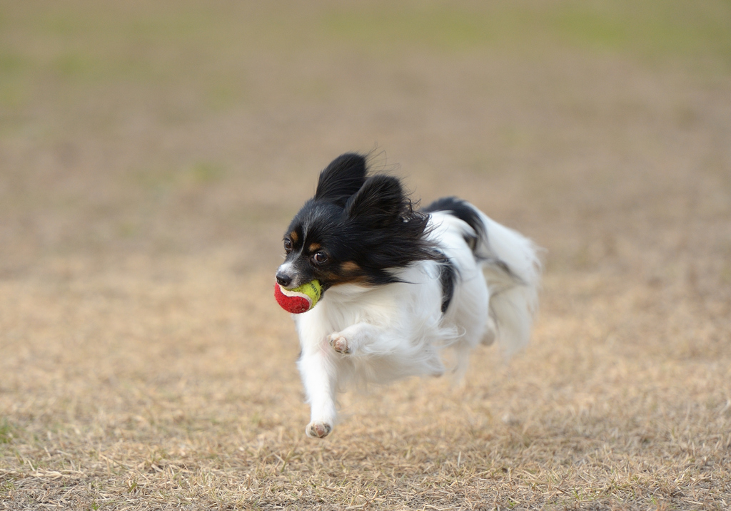 飛行犬