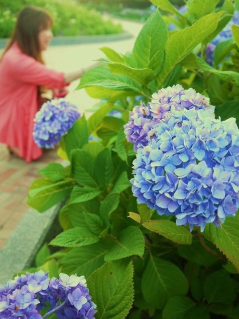 紫陽花