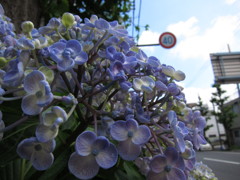 ある日の紫陽花