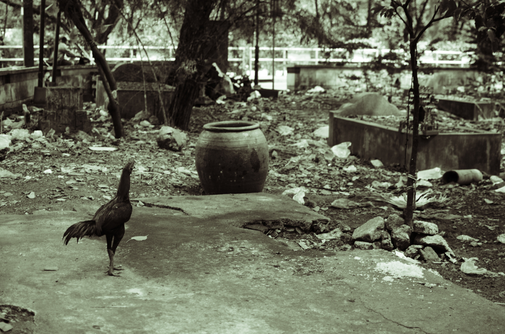 DSC_5871のコピー