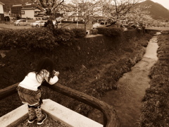 桜を撮らないヒト