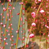 The plum