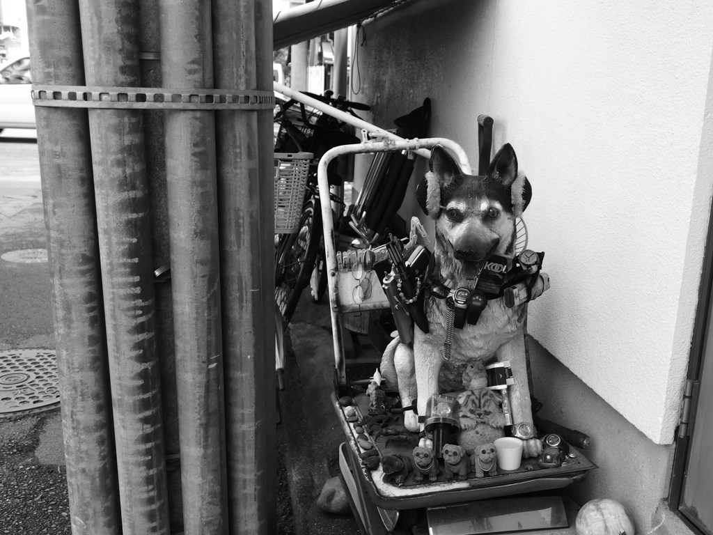 crazy　dog!!