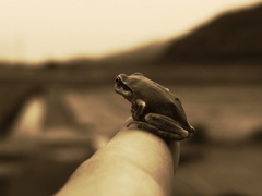 何を見つめて・・・