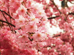 SAKURA