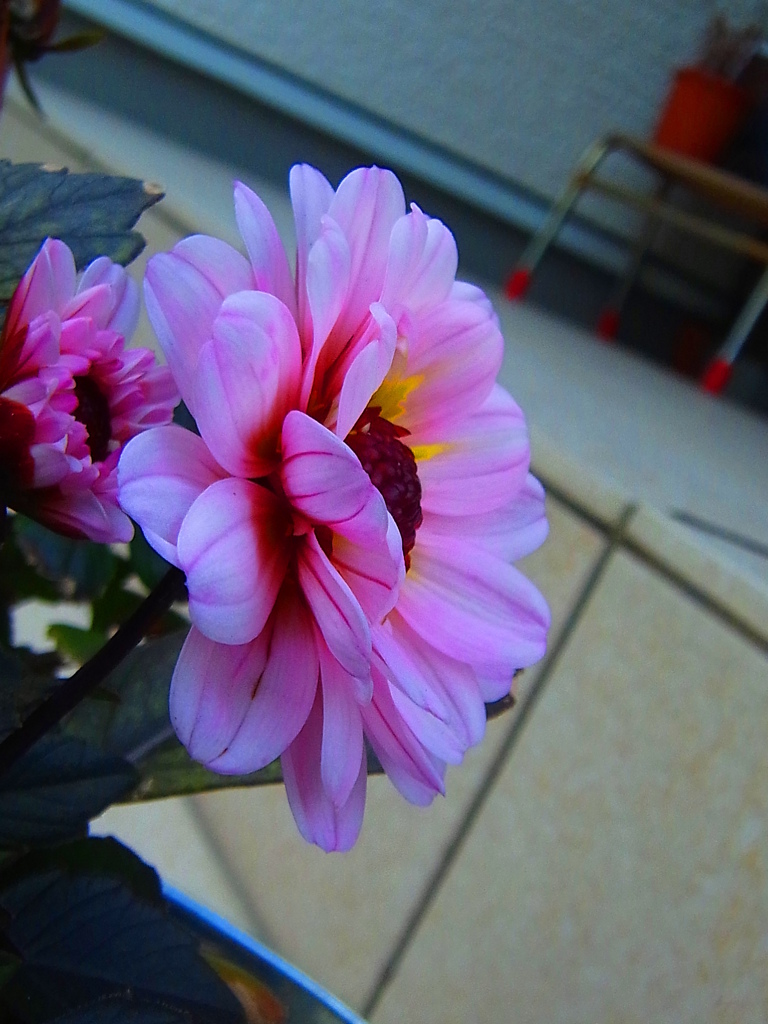 dahlia
