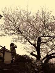 桜を撮るヒト