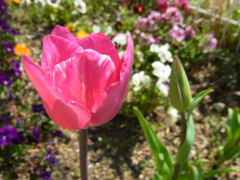 チューリップ