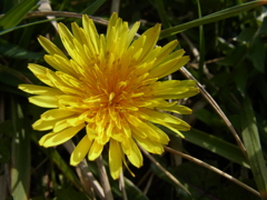 ダンデライオン