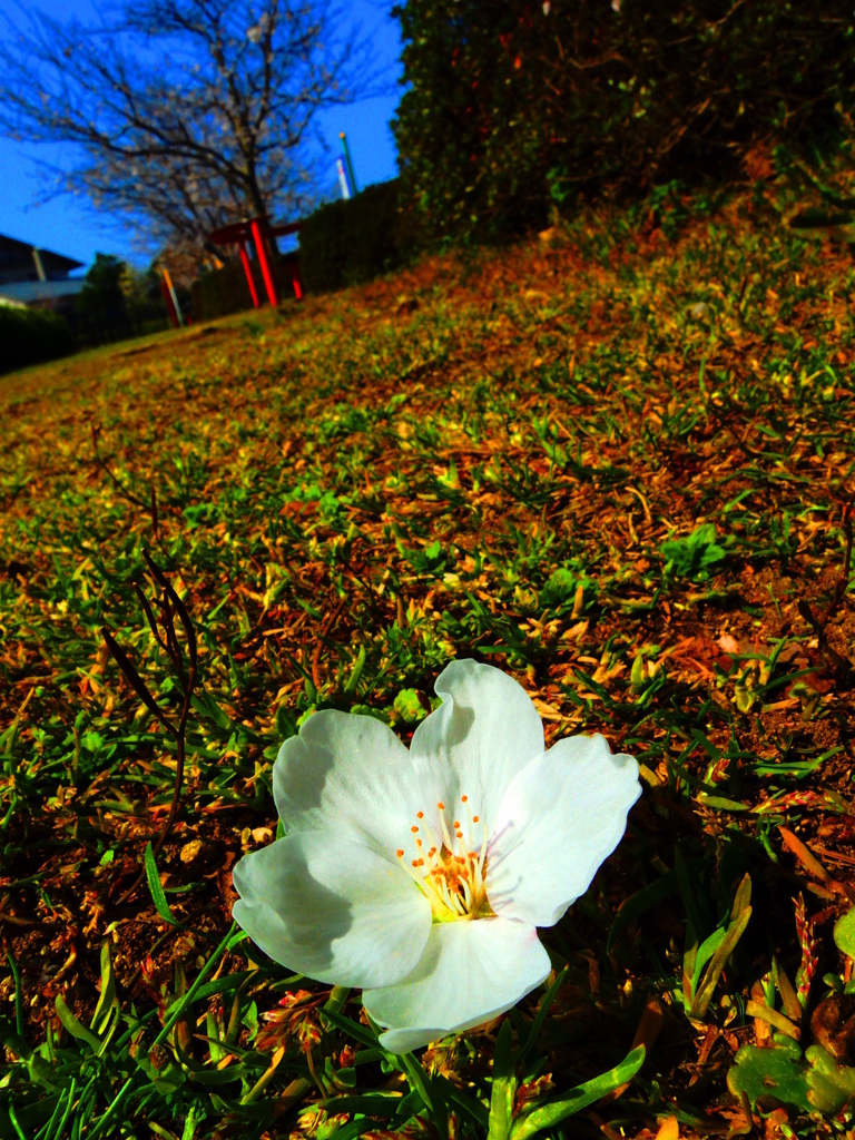 落華