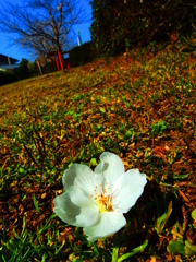 落華