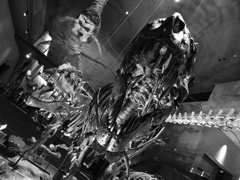 Bone of dinosaur