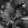 Bone of dinosaur