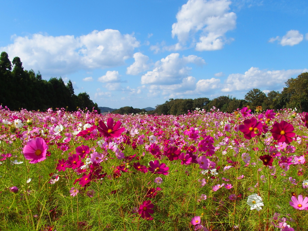 Cosmos　festival！！