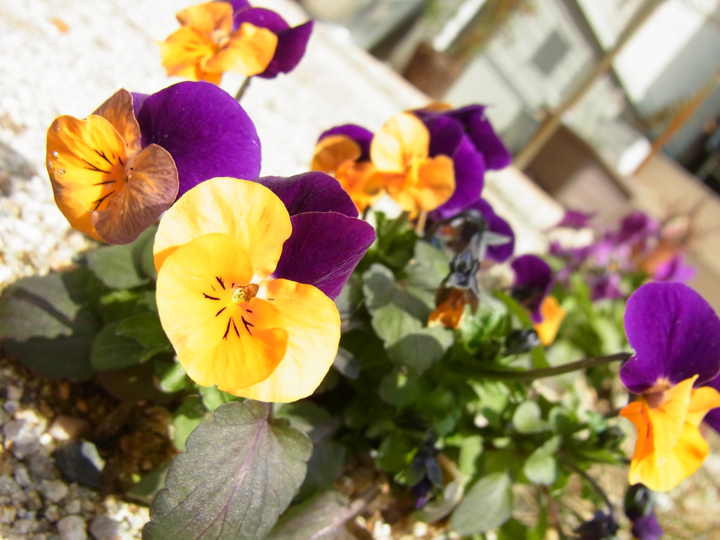 violaⅡ