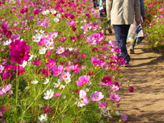 皆を迎える秋の花