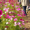 皆を迎える秋の花