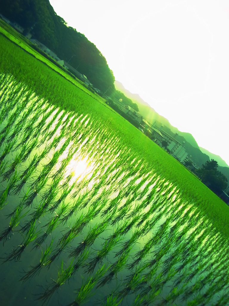 tannbo