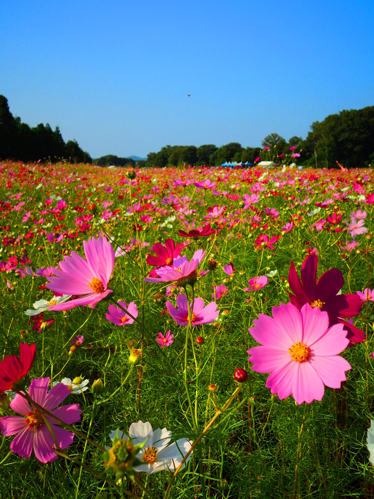 cosmos！