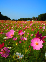 cosmos！
