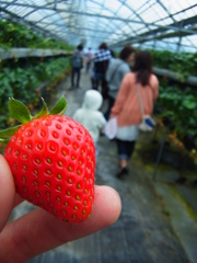 strawberry　Hunt