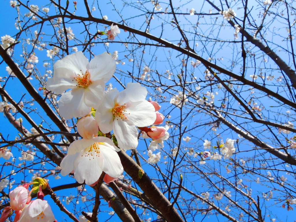 SAKURA