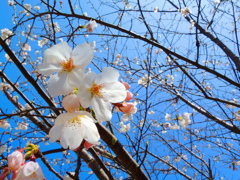 SAKURA
