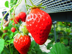 strawberry